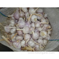 Regular White Garlic Best Quality